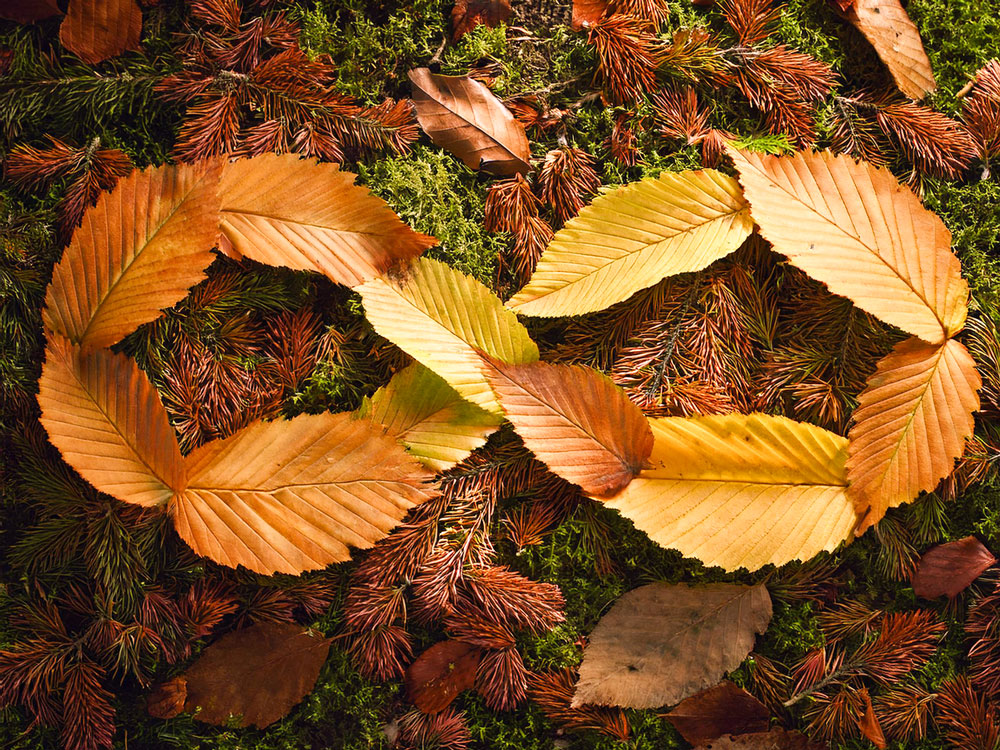 Liegende Acht aus Laub