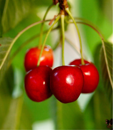 Rote Kirschen